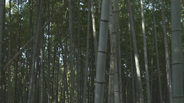 lush bamboo forest in springtime	