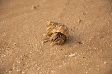 shell on sand