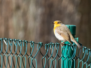 Rotkehlchen