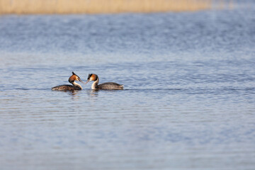 A pair of Great Crested Grebes (Podiceps cristatus) display courtship behaviour surrounded by blue...