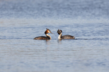 A pair of Great Crested Grebes (Podiceps cristatus) display courtship behaviour surrounded by blue water. Yorkshire, UK in Spring
