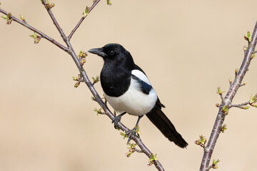 Stunning close up portrait of a beautiful Eurasian Magpie (Pica pica) taken in Spring, Yorkshire, UK