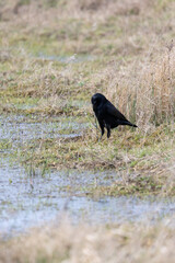 A common carrion crow (corvus corone) feeds on carrion at a wetland habitat in Yorkshire, Spring