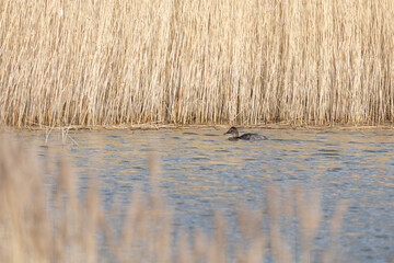 A solitary female common pochard (Aythya ferina) swims in front of a reedbed at a wetland habitat in Yorkshire, UK in Spring.