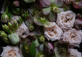 Floral background. Cream roses, hellebores flowers and drops of water. Top view. Low key photo....