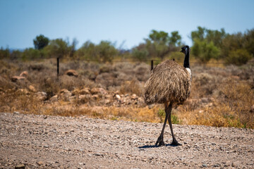 Lone Emu Strolling Along a Dusty Outback Trail