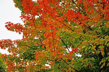 Odori Park in Hokkaido.