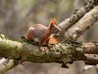 Eichhörnchen