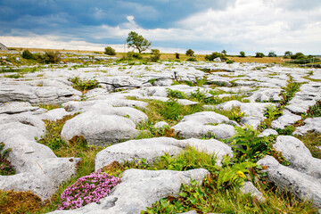 Burren National Park in Ireland, county Clare. Rough Irish nature. Beautiful landscape.