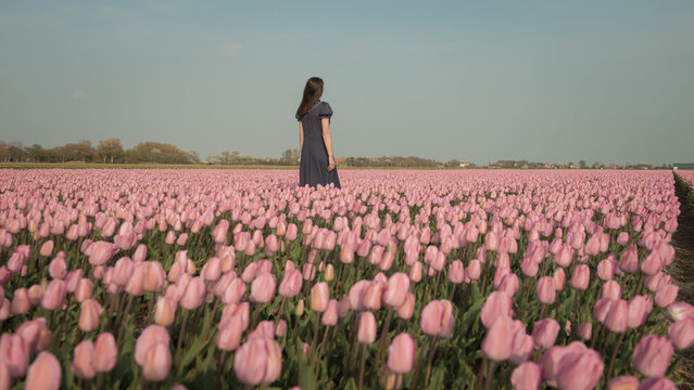 woman in blue dress walking in Dutch field with pink tulip flowers