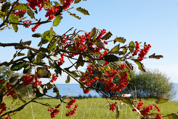 Ripe rowan berries in late summer