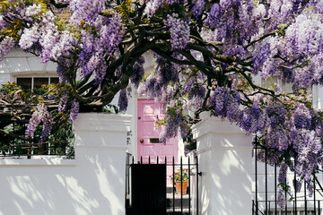 Blossoming wisteria tree covering up a house on a bright sunny day in London, UK.