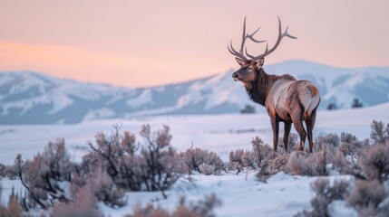 Elk (Wapiti), Cervus elephas, Yellowstone National Park, Wyoming, United States