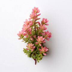 Obraz premium Isolated succulent plant