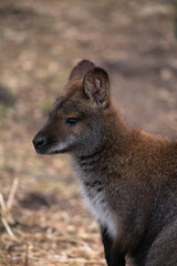 Close up of a Bennets Wallaby head