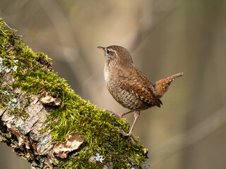 Zaunkönig