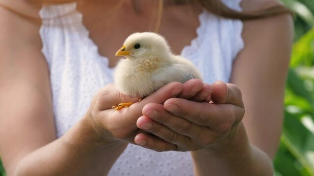 Woman hands finger stroking cute little yellow chick baby chicken hen countryside outdoor closeup. Female arms holding funny small poultry newborn fowl with wings beak and paws summer nature park sky