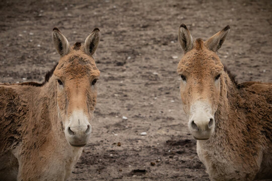 Turkmenian kulan (Equus hemionus kulan),