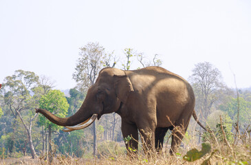 Asian Indian Elephant at Dubare elephant camp, Portrait of Elephant. Tourist attraction near Coorg, Karnataka. 