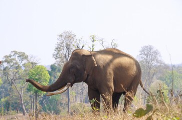 Fototapeta premium Asian Indian Elephant at Dubare elephant camp, Portrait of Elephant. Tourist attraction near Coorg, Karnataka. 