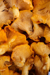 background with chanterelle mushrooms