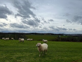 Obraz premium Flock of sheep on green field in spring in Germany
