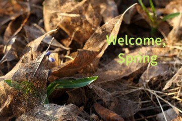 Welcoming card placed among bluebell and autumn leaves. Flowering blue Siberian scilla, lat. Scilla sibericain in spring garden.