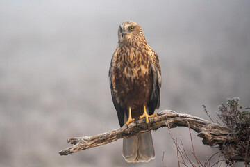 Beautiful close-up portrait of a marsh harrier perched on a tree branch while looking ahead surrounded by vegetation and flowers on a foggy day in Spain, Europe