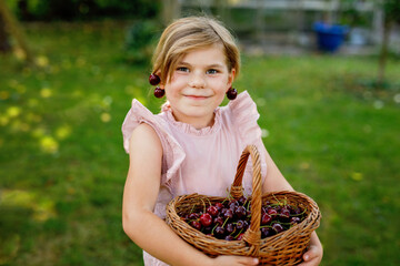 Beautiful girl in the garden. Happy girl with cherries. Preschol child with basket full of ripe...