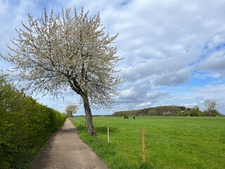 Spring in Germany: blossoming fruit tree, dirt road, hedge, green meadow