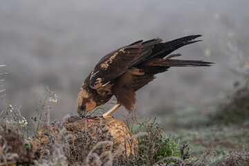 Beautiful portrait of a marsh harrier perched on a rock while bending down eating and pecking meat surrounded by vegetation and flowers on a foggy day in Spain, Europe