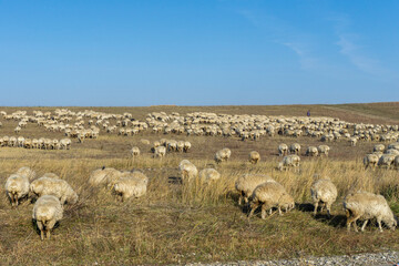 Fototapeta premium A flock of sheep in the fields of the savannah eat dry grass. A shepherd can be seen in the distance. Bright sky with clouds. Georgia.