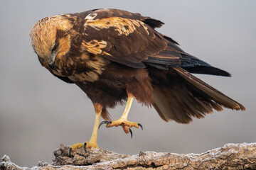 Beautiful very close portrait of a marsh harrier perched on a tree branch while raising one paw and...