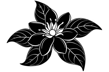 Jasmine silhouette  vector and illustration