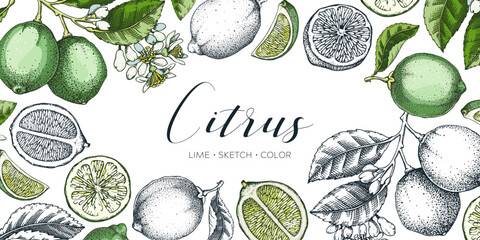 Lime fruit frame. Exotic plants design template. Citrus fruit sketches. Mixed media summer background. Hand drawn vector illustration. NOT AI generated