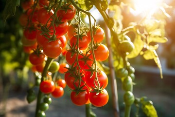 a bunch of tomatoes on a vine