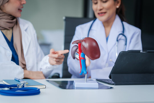 Medical team with nurses, Muslim people and Asian female doctors and specialists looking together at liver model for learning and Support and good health Listen to medical problems, medical costs