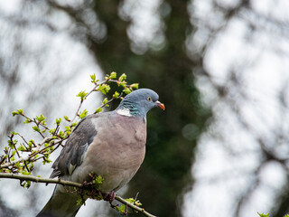 Fototapeta premium Common wood pigeon gracefully standing on a branch and feeding on new growth in spring. Wild Pigeon or dove bird with red-eye is standing alone