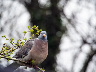 Common wood pigeon gracefully standing on a branch and feeding on new growth in spring. Wild Pigeon or dove bird with red-eye is standing alone