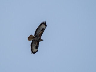 Obraz premium Bussard