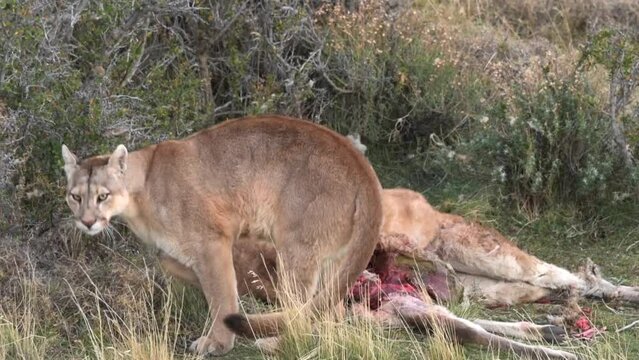 Mother female puma leaving her cubs eating fresh guanaco in Patagonia Chile in Torres del Paine. High quality FullHD footage