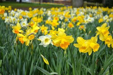 Obraz premium Yellow Daffodils blooming at a Park in Scotland, UK