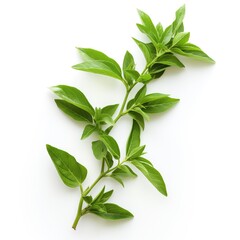 Green leaves on a white background AI generated