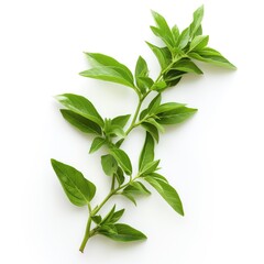 Obraz premium Green leaves on a white background AI generated