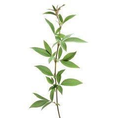 Green leaves on a white background AI generated