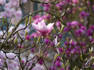 beautiful magnolia greshem hybride with many buds