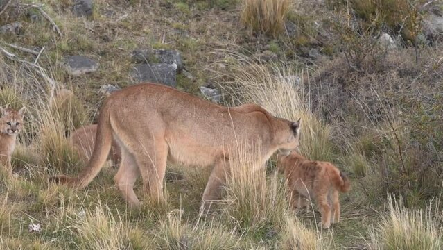 Family of pumas with two little cubs walking between bushes in Patagonia Chile. High quality FullHD footage