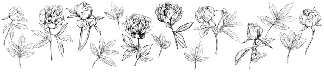 Peony floral botanical flower hand drawn. Wild spring leaf wildflower isolated. Black and white engraved ink art collection. Isolated peony illustration element on white background.