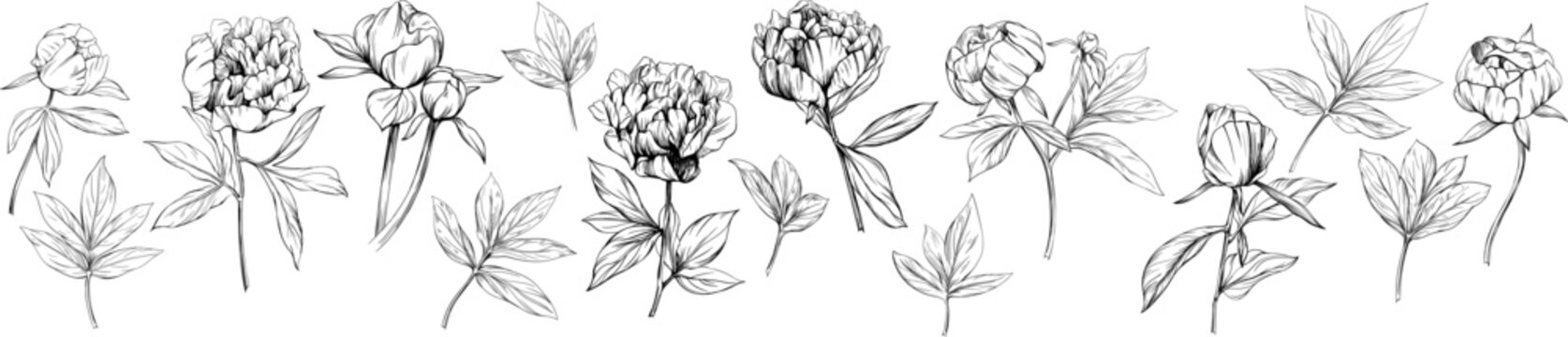 Peony floral botanical flower hand drawn. Wild spring leaf wildflower isolated. Black and white engraved ink art collection. Isolated peony illustration element on white background.