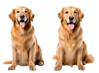 Beautiful dog sitting down - isolated over a white background